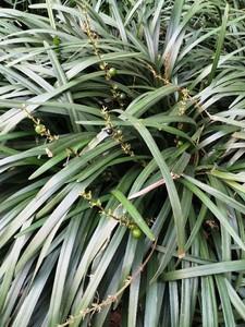 四合院之重生我为何大清免费阅读